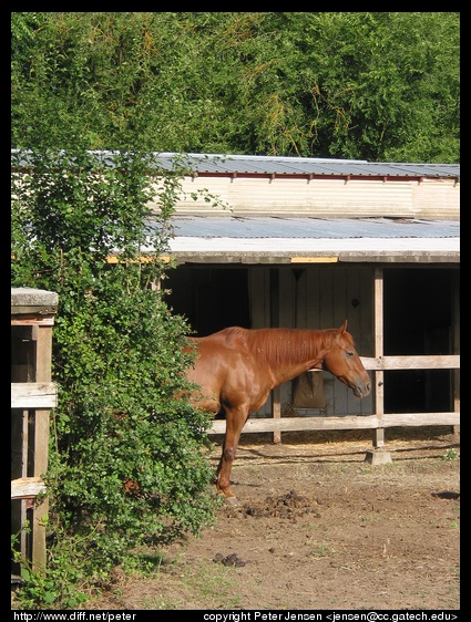 horse