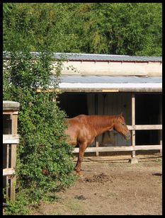 horse