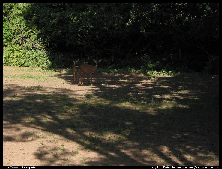 deer