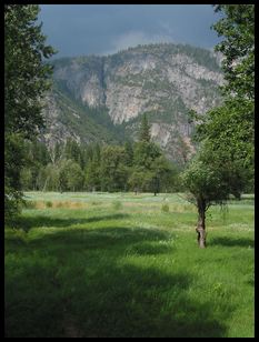the meadow