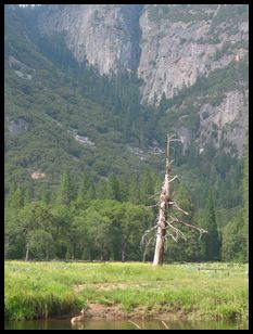 neat tree