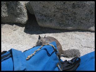 critter going for Gil's bag