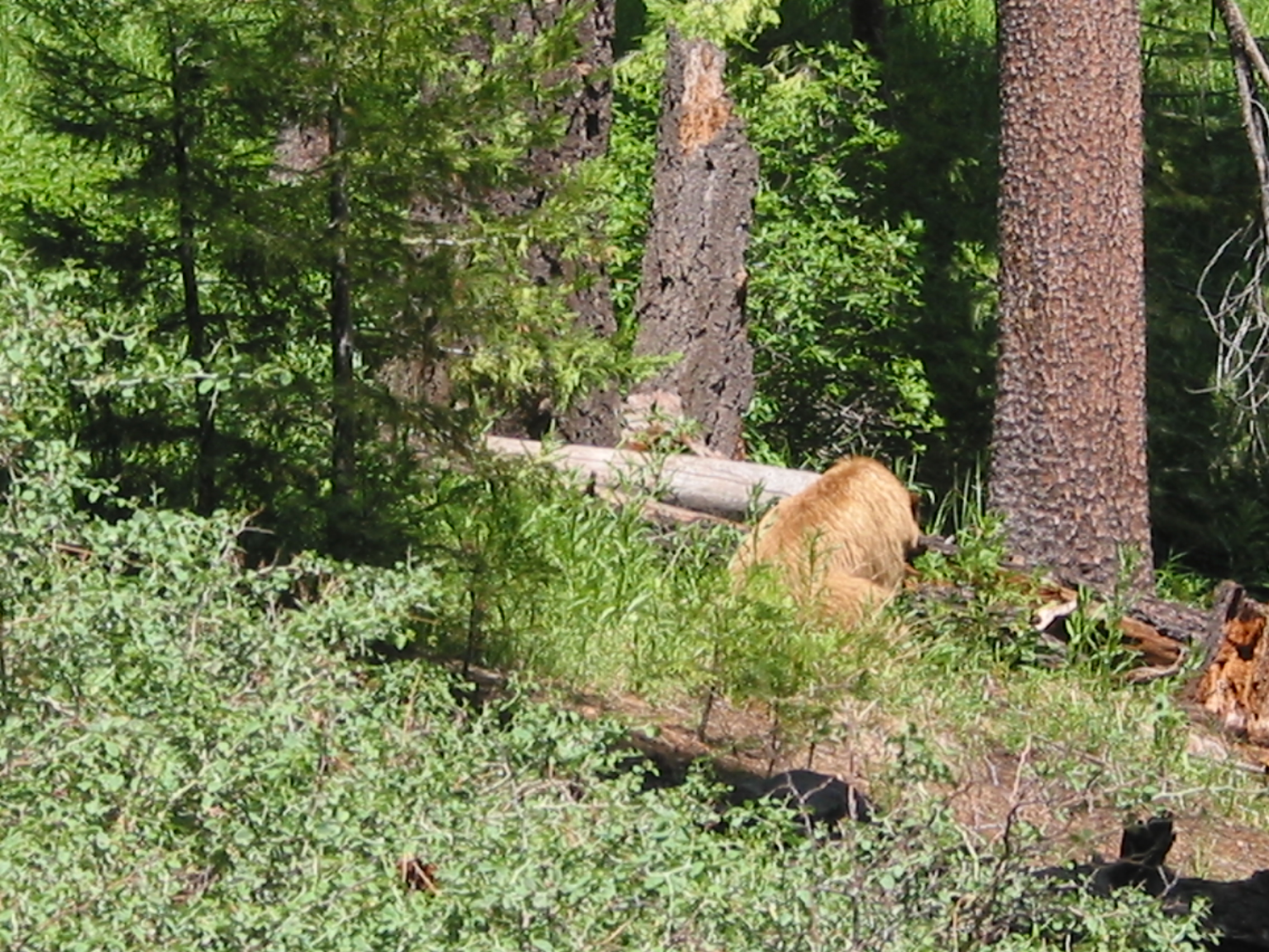 momma bear's butt