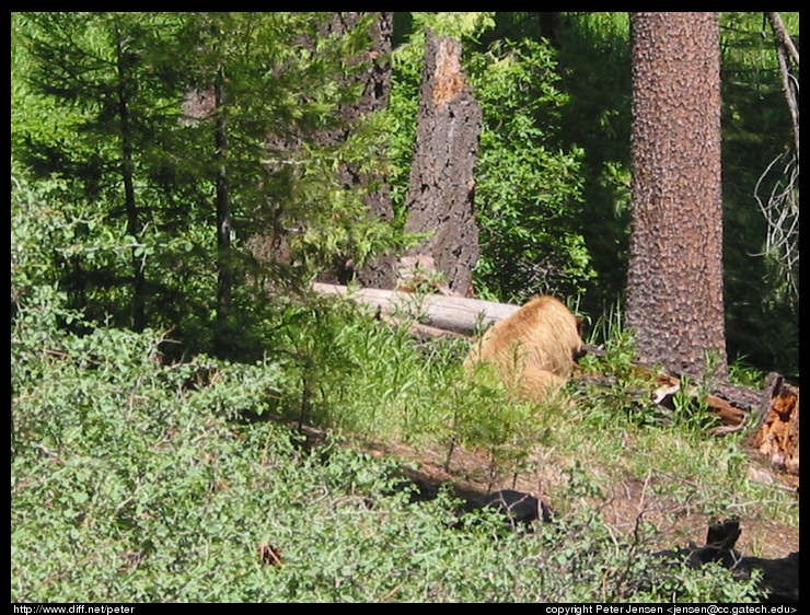 momma bear's butt