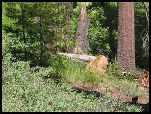 momma bear's butt