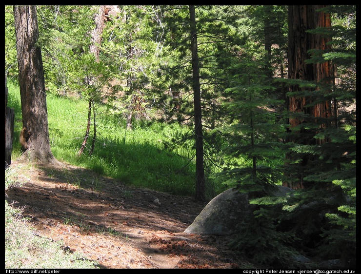 cub on the tree at left