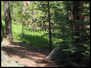 cub on the tree at left