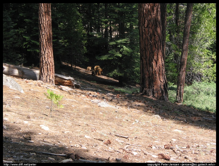 bears heading away