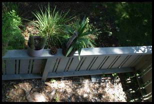 our neighbor's cacti