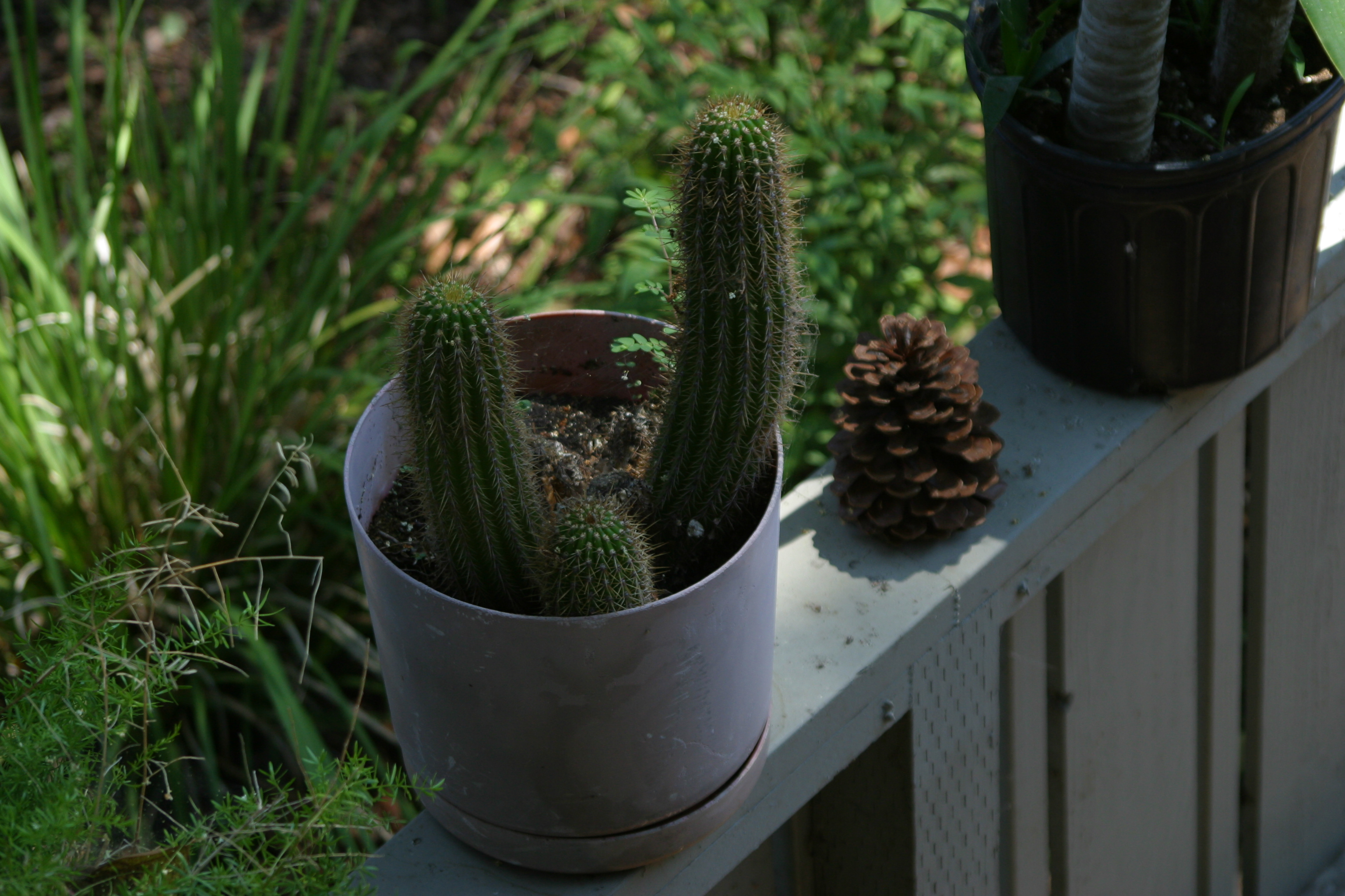 neighboring cacti