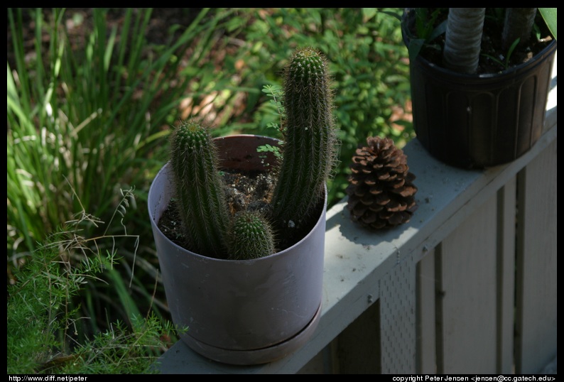 neighboring cacti