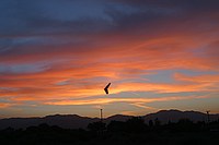 mini-zagi flying over the BMX yard in Tehachapi