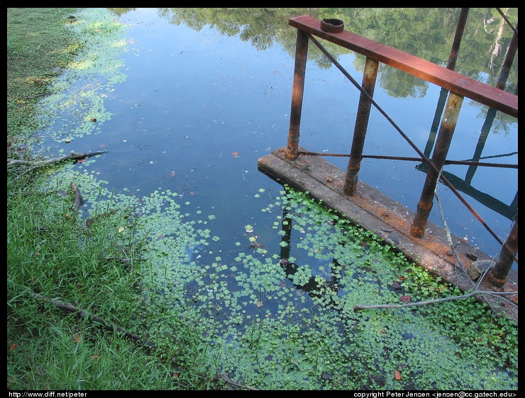 pond