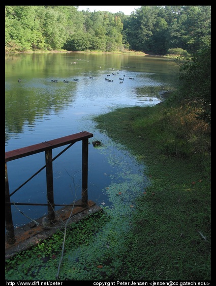 pond with waterfowl