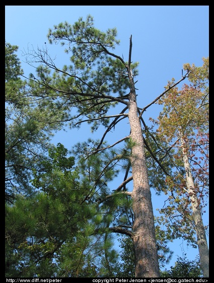 neat tree