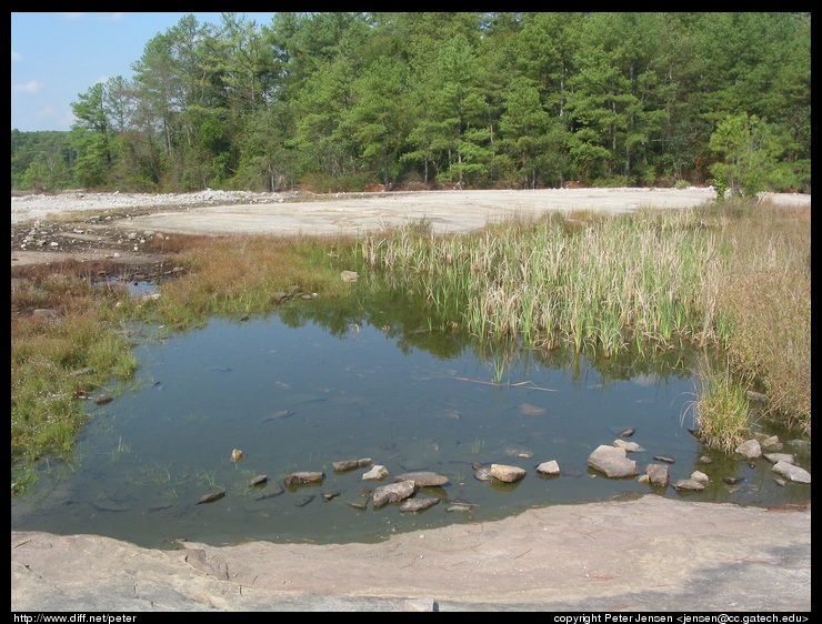 vernal pool