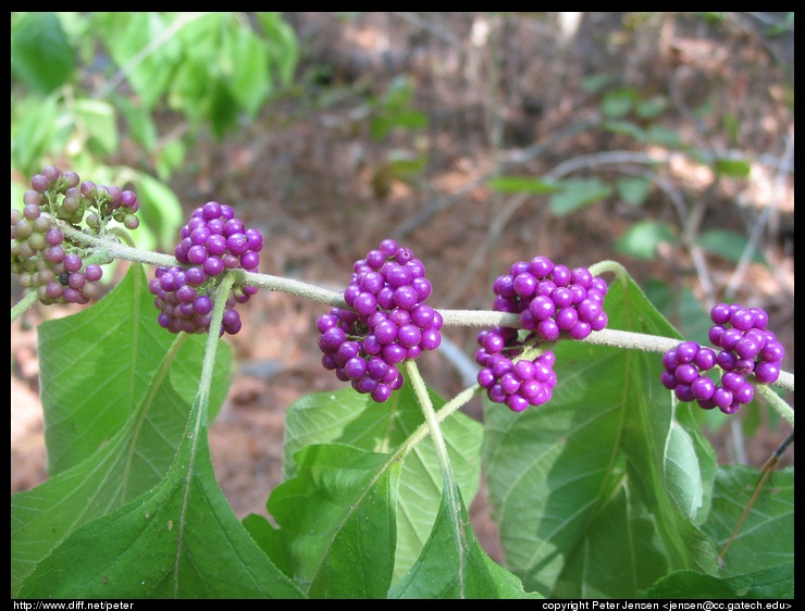 berries