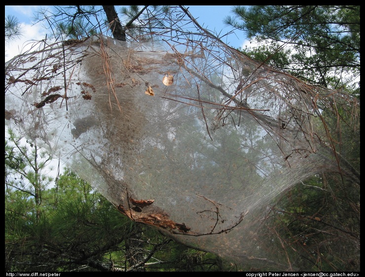 neat web