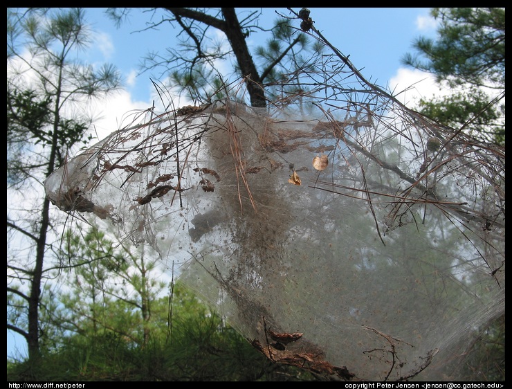 neat web