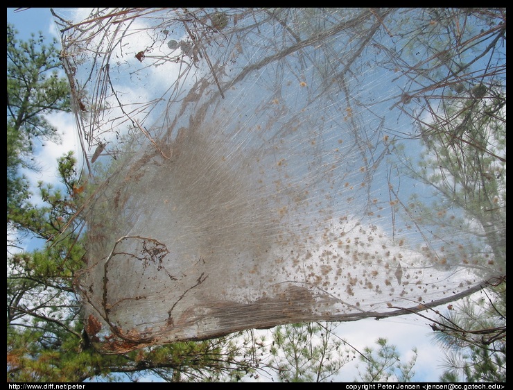 neat web