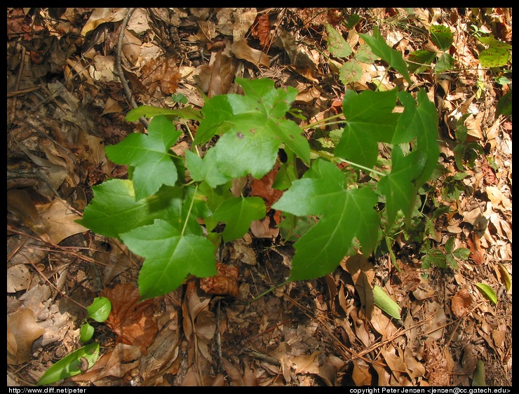 plant