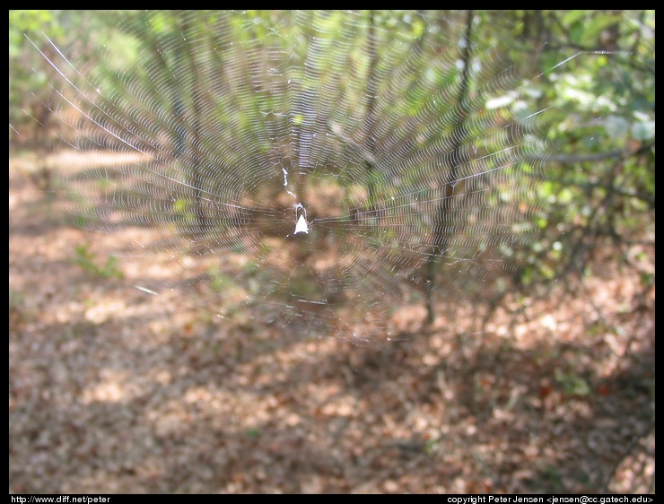 neat web