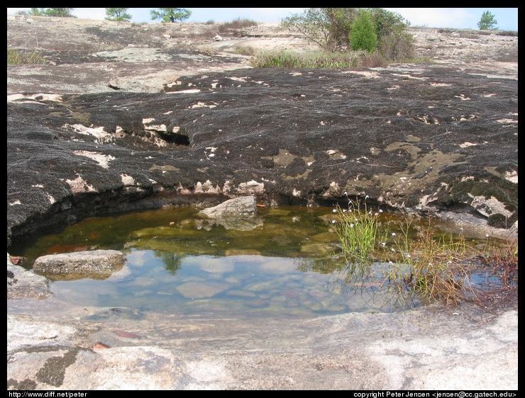 vernal pool