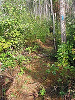 an example of a good portion of the trail with a blue blaze