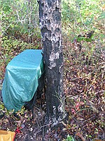 perhaps not the best campsite; note the charred tree, most likely from a lightning-caused fire