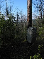 Michael's pack on a tree