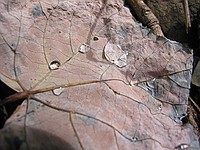 water on a leaf