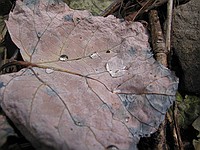 water on a leaf
