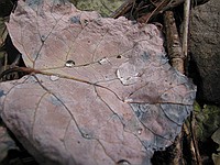 water on a leaf