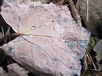 water on a leaf