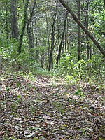 a typical view of the trail in a less-covered area