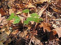 foliage