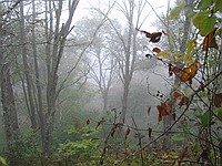 a view through the fog on Big Stamp