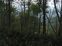 looking off the edge of the rim trail