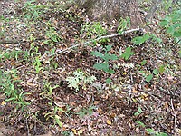 we scared what I think was a Russian Boar off the trail as we came up, and he/she was rooting in the ground. Anybody care to confirm my wild pig idea, or was it a small bear?