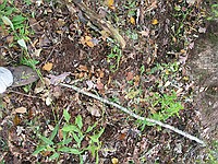 we scared what I think was a Russian Boar off the trail as we came up, and he/she was rooting in the ground. Anybody care to confirm my wild pig idea, or was it a small bear?