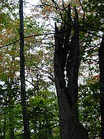 random neat dead tree