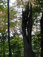 random neat dead tree