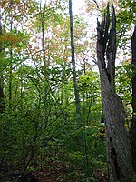 random neat dead tree