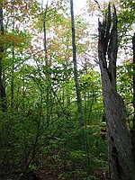 random neat dead tree