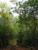 the pictures don't begin to convey how steep and annoying this trail really was...