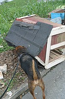 Max sniffs an abandoned dog house