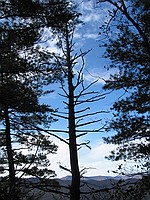 neat tree