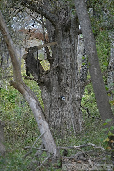 an old treehouse