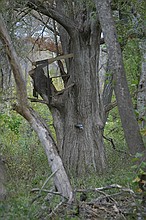 an old treehouse
