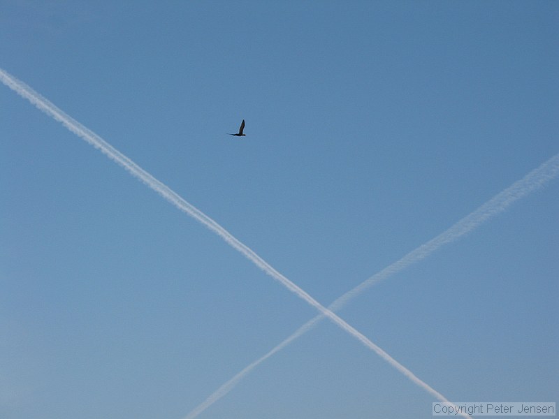 neat bird